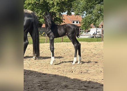 Oldenbourg, Étalon, , 170 cm, Noir