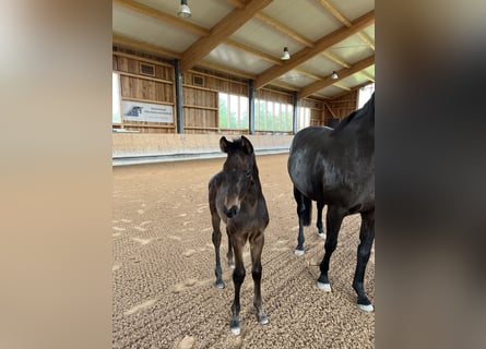 Oldenbourg, Étalon, Poulain (04/2024), 172 cm, Bai brun foncé