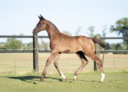 Oldenbourg, Étalon, Poulain (05/2024), 172 cm, Noir