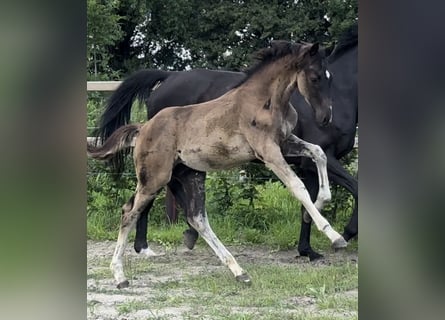 Oldenbourg, Étalon, Poulain (01/2025), 172 cm, Noir