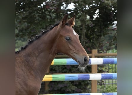 Oldenbourg, Étalon, , 173 cm, Bai