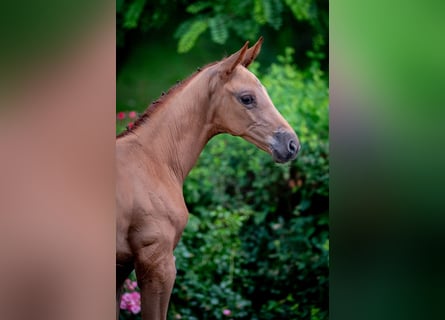 Oldenbourg, Étalon, Poulain (05/2026), 174 cm, Alezan
