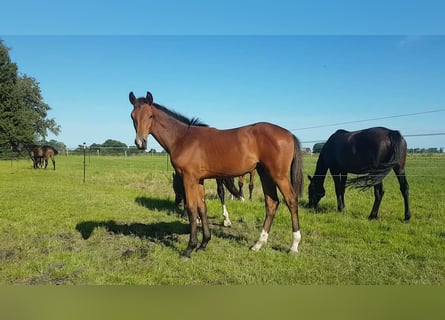 Oldenbourg, Étalon, Poulain (02/2025), 174 cm, Bai
