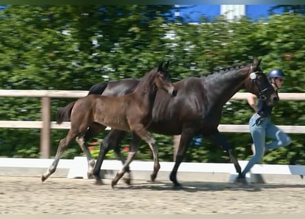 Oldenbourg, Étalon, Poulain (01/2025), 174 cm