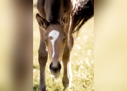 Oldenbourg, Étalon, Poulain (04/2026), 175 cm, Buckskin