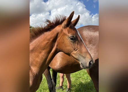 Oldenbourg, Étalon, Poulain (04/2025), Alezan brûlé