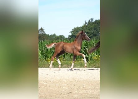 Oldenbourg, Étalon, Poulain (05/2024), Alezan brûlé