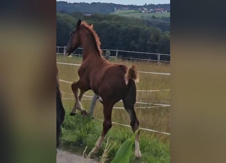 Oldenbourg, Étalon, Poulain (05/2024), Alezan brûlé