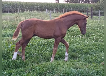 Oldenbourg, Étalon, Poulain (05/2024), Alezan brûlé