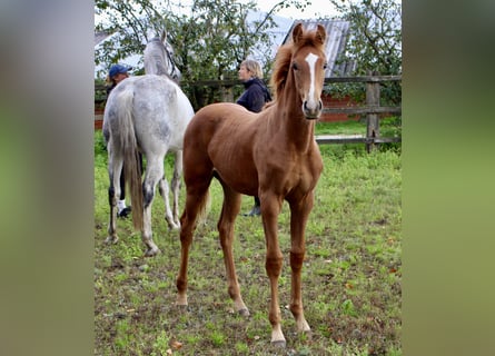 Oldenbourg, Étalon, Poulain (05/2025), Alezan