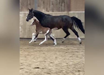 Oldenbourg, Étalon, Poulain (04/2026), Alezan