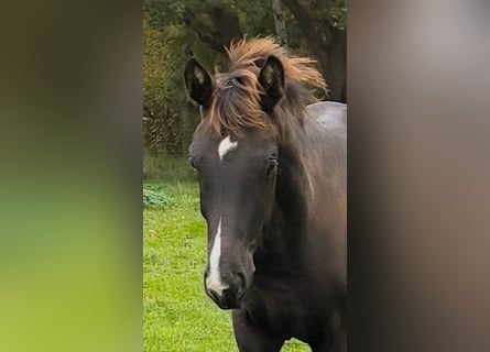 Oldenbourg, Étalon, Poulain (04/2026), Bai brun