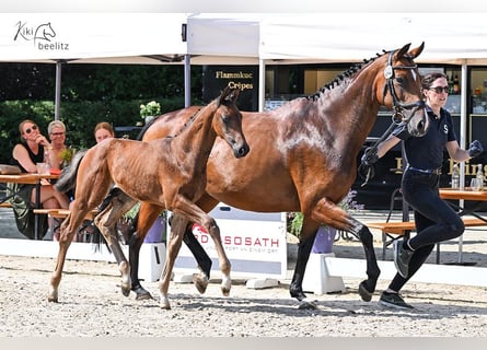 Oldenbourg, Étalon, Poulain (05/2025), Bai brun