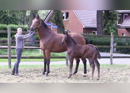 Oldenbourg, Étalon, Poulain (04/2024), Bai brun