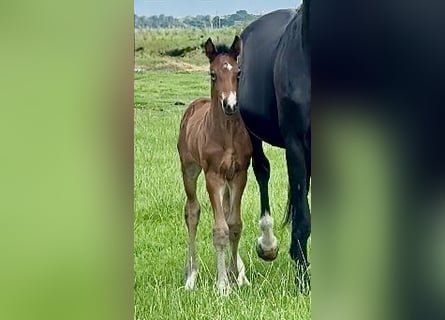 Oldenbourg, Étalon, Poulain (05/2025), Bai brun foncé