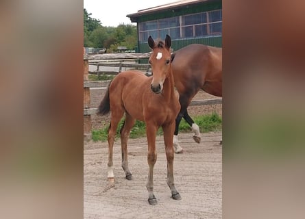 Oldenbourg, Étalon, Poulain (05/2025), Bai