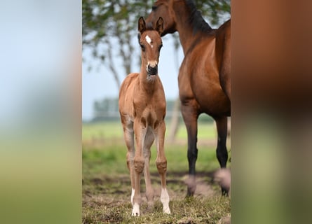 Oldenbourg Croisé, Étalon, Poulain (05/2024), Bai