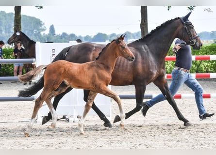 Oldenbourg, Étalon, Poulain (04/2024), Bai