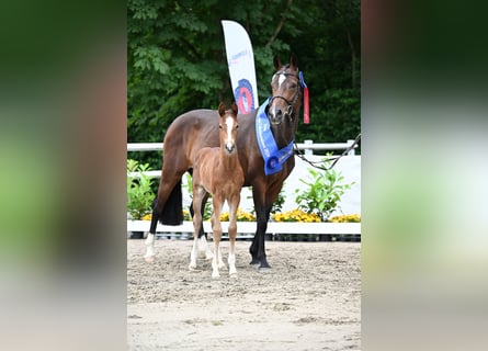 Oldenbourg, Étalon, Poulain (05/2024), Bai