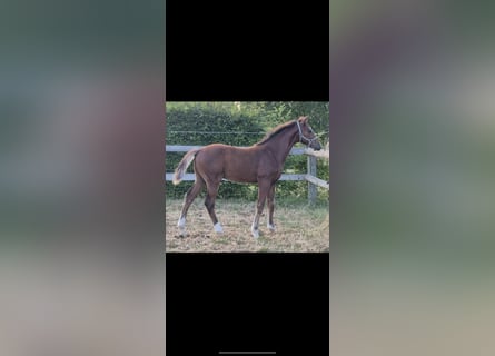 Oldenbourg, Étalon, Poulain (04/2026), Bai