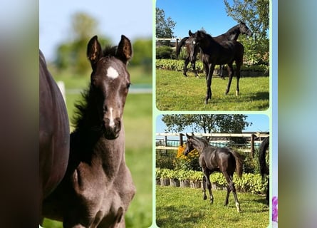 Oldenbourg, Étalon, Poulain (04/2025)