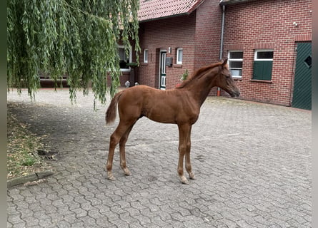Oldenbourg, Étalon, Poulain (04/2026)