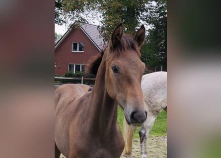 Oldenbourg, Étalon, Poulain (04/2026), Gris