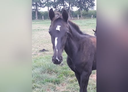 Oldenbourg, Étalon, Poulain (04/2025), Noir