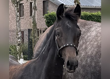 Oldenbourg, Étalon, Poulain (04/2025), Noir