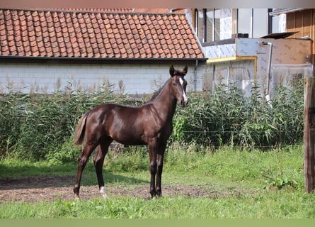 Oldenbourg, Étalon, Poulain (04/2024), Noir