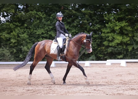 Oldenbourg, Hongre, 10 Ans, 166 cm, Bai