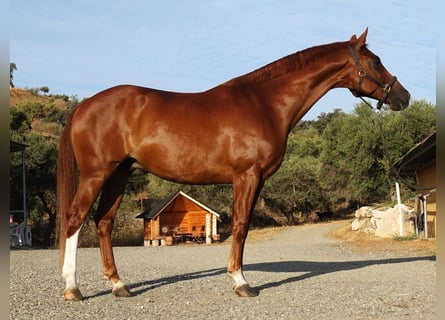 Oldenbourg, Hongre, 10 Ans, 167 cm, Alezan brûlé