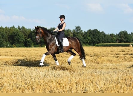 Oldenbourg, Hongre, 10 Ans, 168 cm, Bai brun