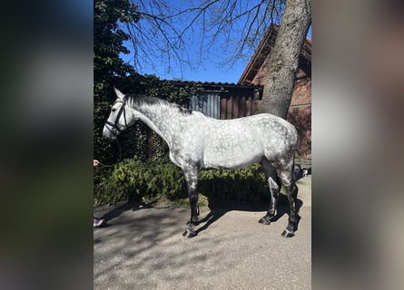 Oldenbourg, Hongre, 10 Ans, 171 cm, Gris pommelé