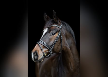 Oldenbourg, Hongre, 10 Ans, 172 cm, Bai brun