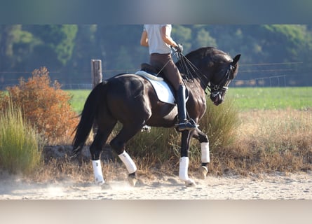 Oldenbourg, Hongre, 10 Ans, 172 cm, Noir