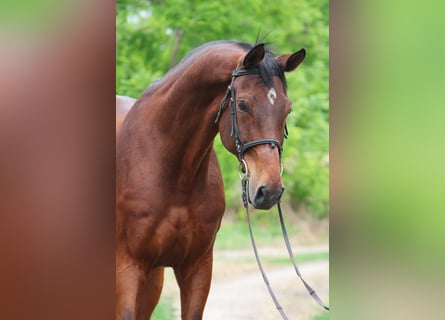 Oldenbourg, Hongre, 10 Ans, 175 cm, Bai