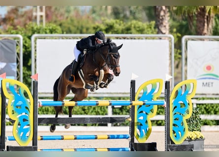 Oldenbourg, Hongre, 10 Ans, Bai brun