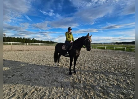 Oldenbourg, Hongre, 11 Ans, 166 cm, Bai brun foncé