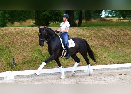 Oldenbourg, Hongre, 11 Ans, 170 cm, Noir