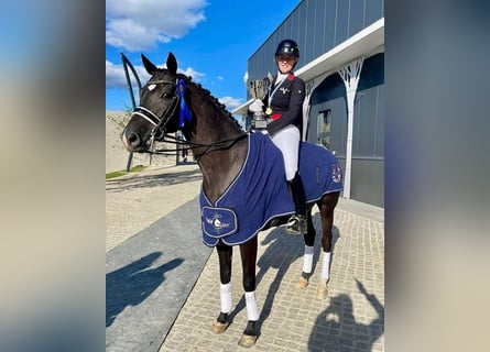 Oldenbourg, Hongre, 11 Ans, 170 cm, Noir