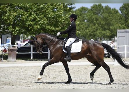 Oldenbourg, Hongre, 11 Ans, 172 cm, Bai Oldenbourg, Hongre, 11 Ans, 172 cm, Bai