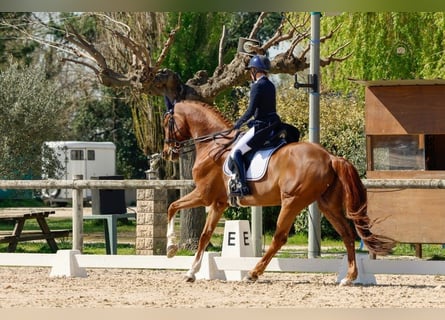 Oldenbourg, Hongre, 11 Ans, 175 cm, Alezan