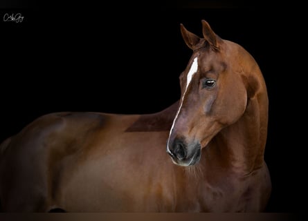 Oldenbourg, Hongre, 11 Ans, 175 cm, Alezan