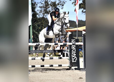 Oldenbourg, Hongre, 11 Ans, 175 cm, Gris