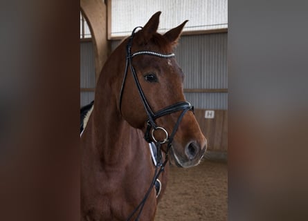 Oldenbourg, Hongre, 11 Ans, 178 cm, Alezan