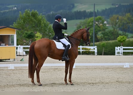 Oldenbourg, Hongre, 11 Ans, 188 cm, Alezan