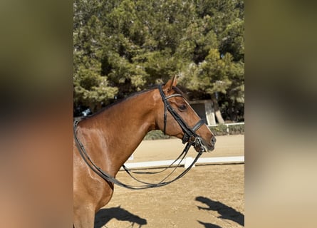 Oldenbourg, Hongre, 12 Ans, 165 cm, Bai cerise