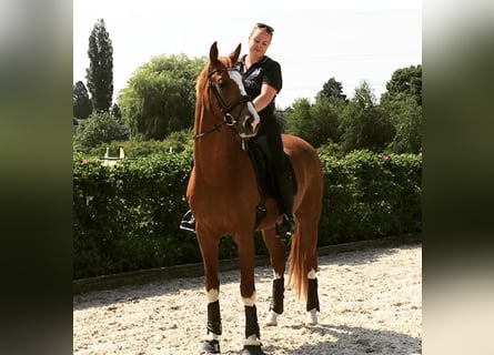 Oldenbourg, Hongre, 12 Ans, 172 cm, Alezan