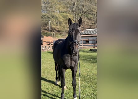 Oldenbourg, Hongre, 12 Ans, 172 cm, Noir